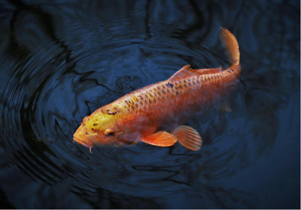 How to Construct A Small Fish Pond In Your Backyard
